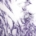 PE... (purple ibis)