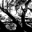 Glare (Three Trees)