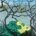 Silvereyes