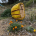 Cut Flower - Arylide Yellow