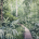 Dorrigo Walk