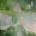 'Green Dream' Sally Joubert
