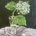 Hydrangea in Glass Vase