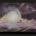 Luna (top)